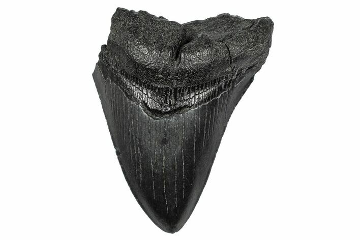 Serrated, Fossil Megalodon Tooth - South Carolina #341480